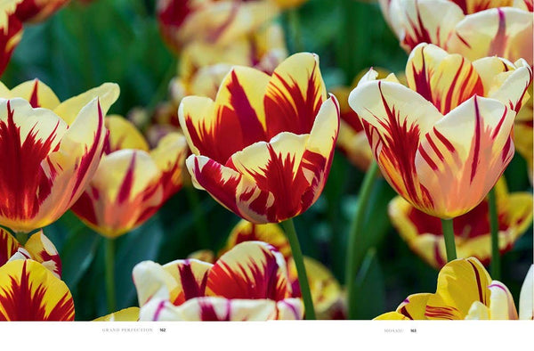 Book, Tulips: Beautiful Varieties for Home and Garden