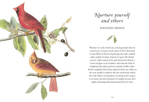 Book, Wisdom of Birds: Essential Life Lessons