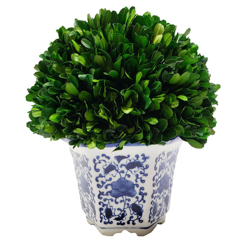 Boxwood Topiary Ball in Hex Pot, Lg