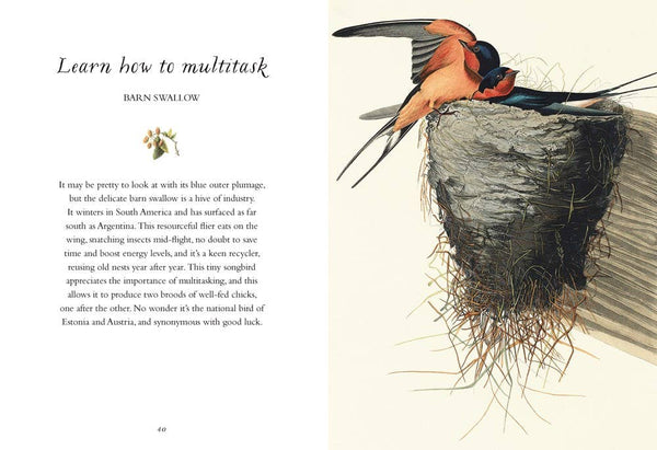 Book, Wisdom of Birds: Essential Life Lessons