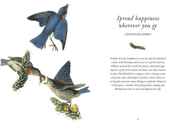 Book, Wisdom of Birds: Essential Life Lessons