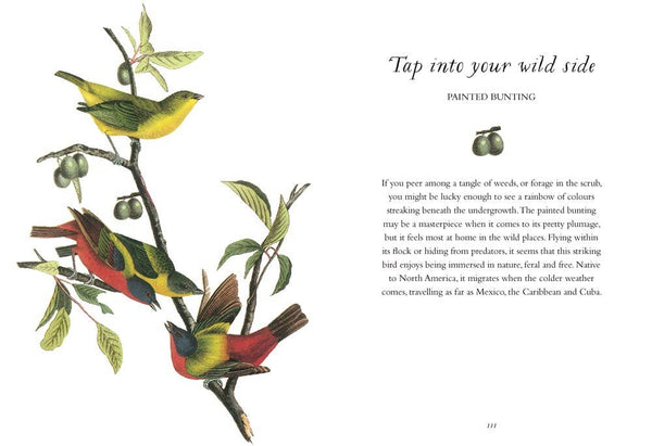 Book, Wisdom of Birds: Essential Life Lessons