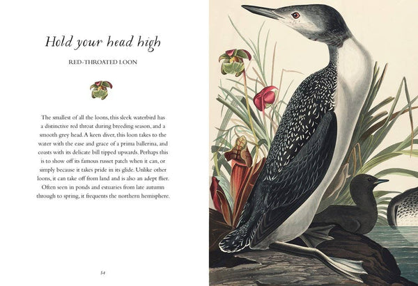 Book, Wisdom of Birds: Essential Life Lessons