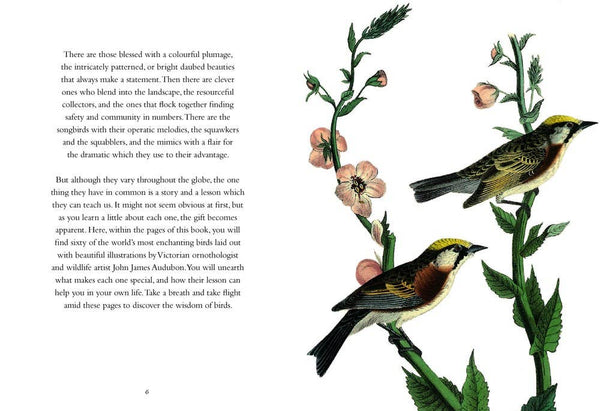 Book, Wisdom of Birds: Essential Life Lessons