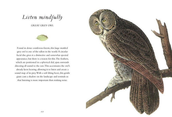 Book, Wisdom of Birds: Essential Life Lessons