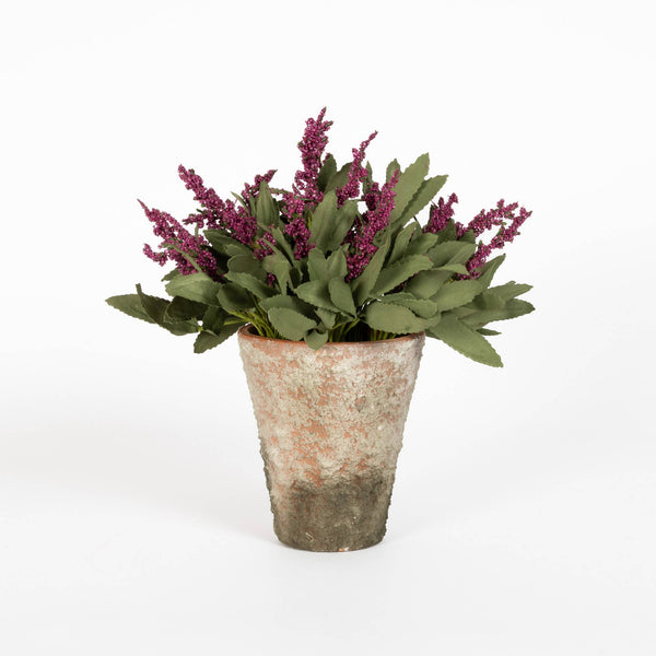 Potted Lavender Bloom - Pink