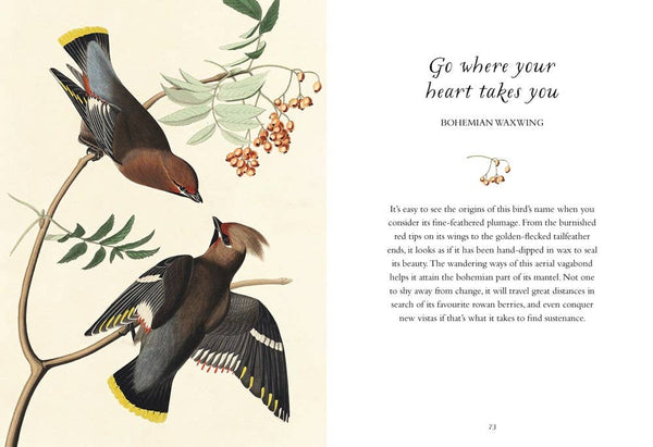 Book, Wisdom of Birds: Essential Life Lessons