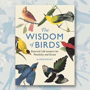 Book, Wisdom of Birds: Essential Life Lessons