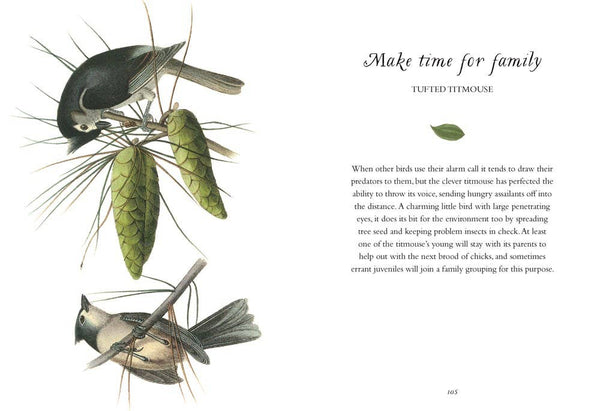 Book, Wisdom of Birds: Essential Life Lessons