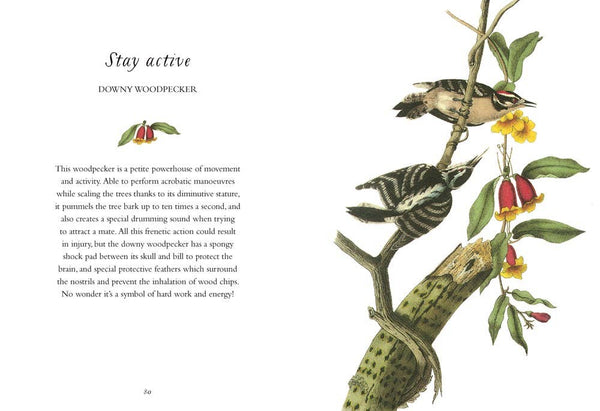 Book, Wisdom of Birds: Essential Life Lessons