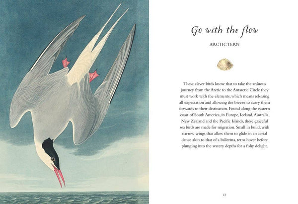 Book, Wisdom of Birds: Essential Life Lessons